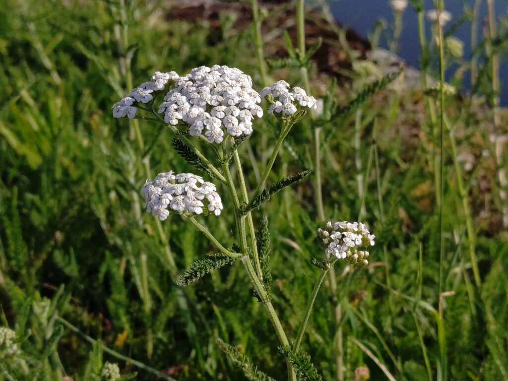 Тысячелистник обыкновенный — общий вид (Achillea millefolium)