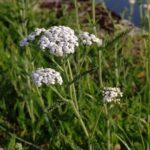 Тысячелистник обыкновенный — общий вид (Achillea millefolium)