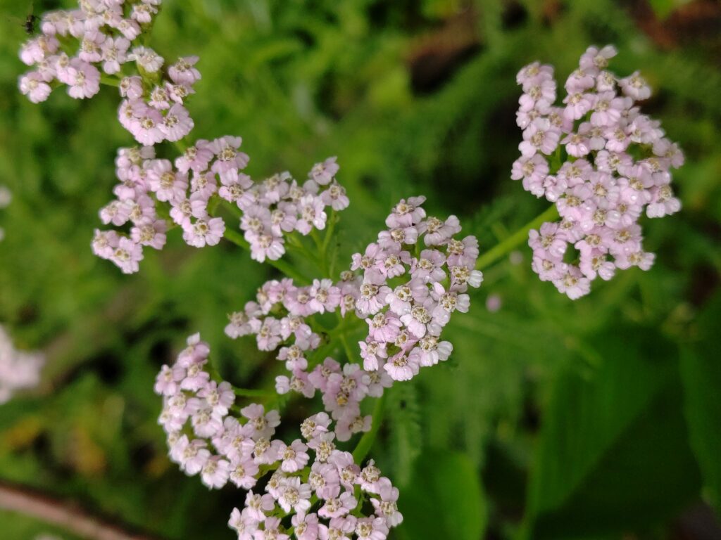 Тысячелистник обыкновенный — общий вид (Achillea millefolium)