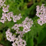 Тысячелистник обыкновенный — общий вид (Achillea millefolium)