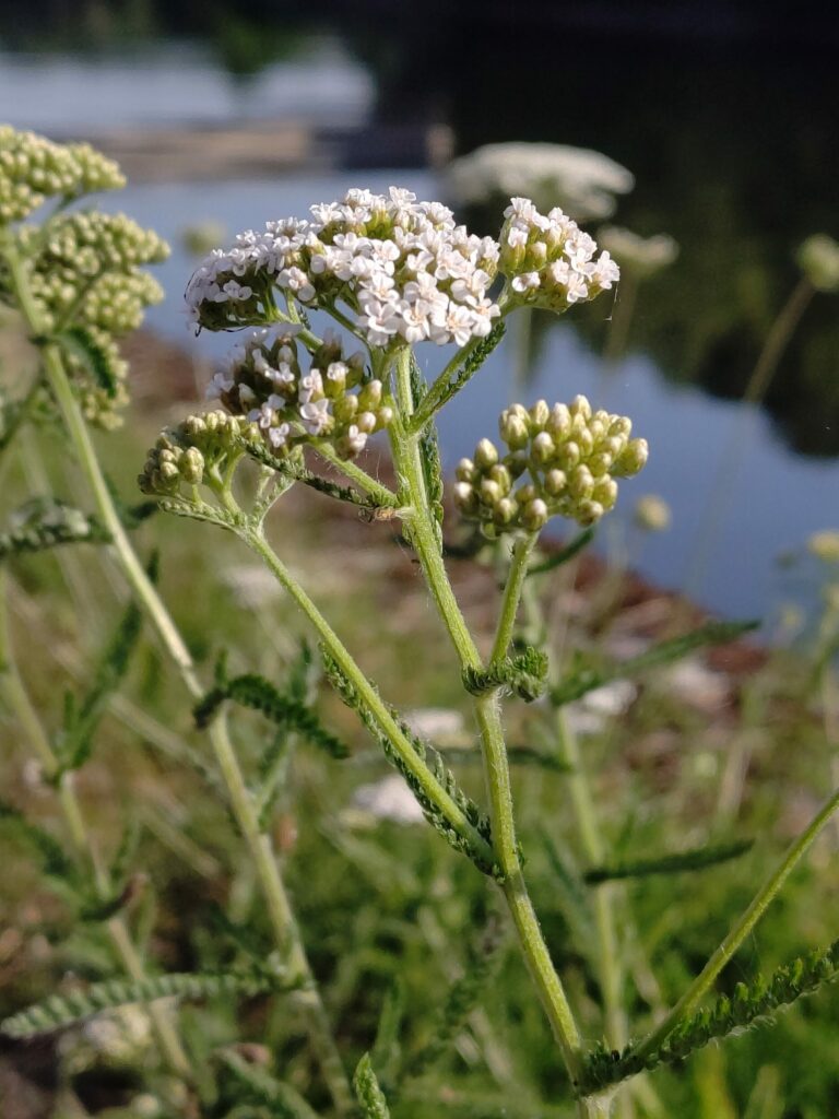 Тысячелистник обыкновенный — общий вид (Achillea millefolium)
