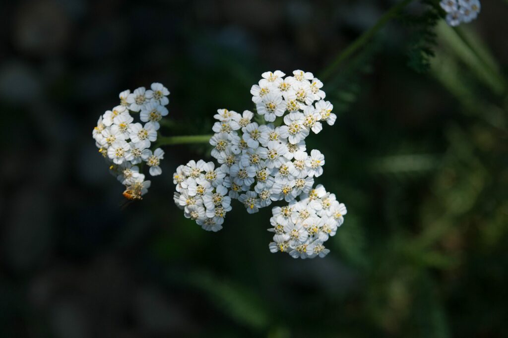 Тысячелистник обыкновенный — общий вид (Achillea millefolium)