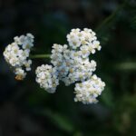 Тысячелистник обыкновенный — общий вид (Achillea millefolium)
