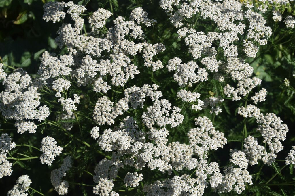 Тысячелистник обыкновенный — общий вид (Achillea millefolium)