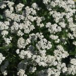 Тысячелистник обыкновенный — общий вид (Achillea millefolium)