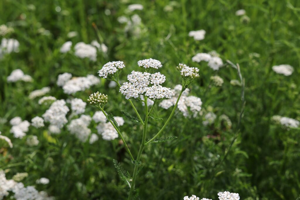 Тысячелистник обыкновенный — общий вид (Achillea millefolium)