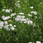 Тысячелистник обыкновенный — общий вид (Achillea millefolium)
