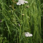 Тысячелистник обыкновенный — общий вид (Achillea millefolium)