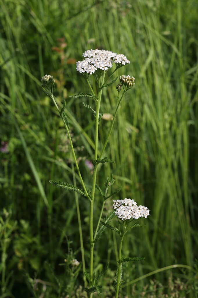 Тысячелистник обыкновенный — общий вид (Achillea millefolium)
