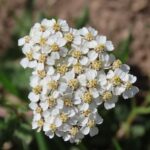Тысячелистник обыкновенный — цветки (Achillea millefolium)