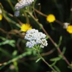 Тысячелистник обыкновенный — общий вид (Achillea millefolium)