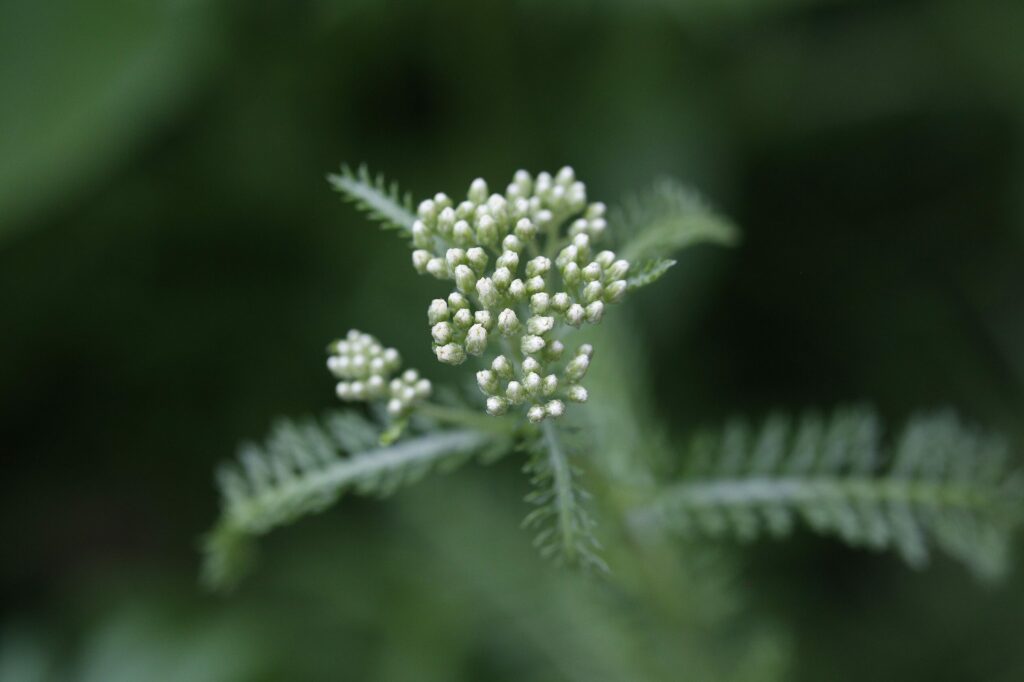 Тысячелистник обыкновенный — цветки (Achillea millefolium)