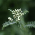 Тысячелистник обыкновенный — цветки (Achillea millefolium)