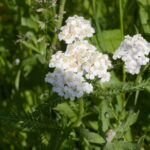 Тысячелистник обыкновенный — общий вид (Achillea millefolium)