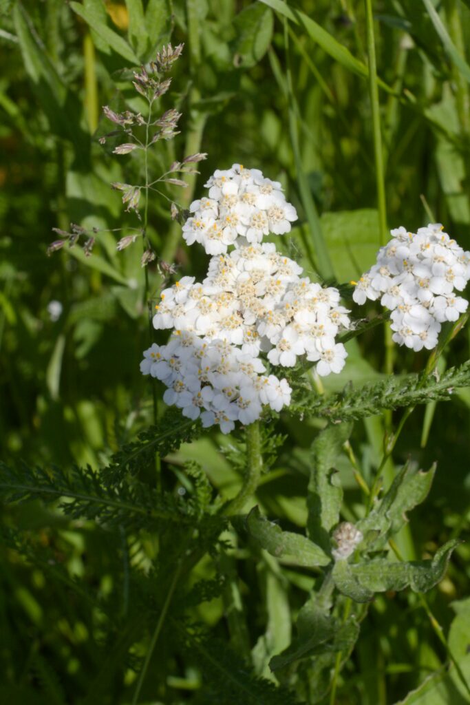 Тысячелистник обыкновенный — общий вид (Achillea millefolium)