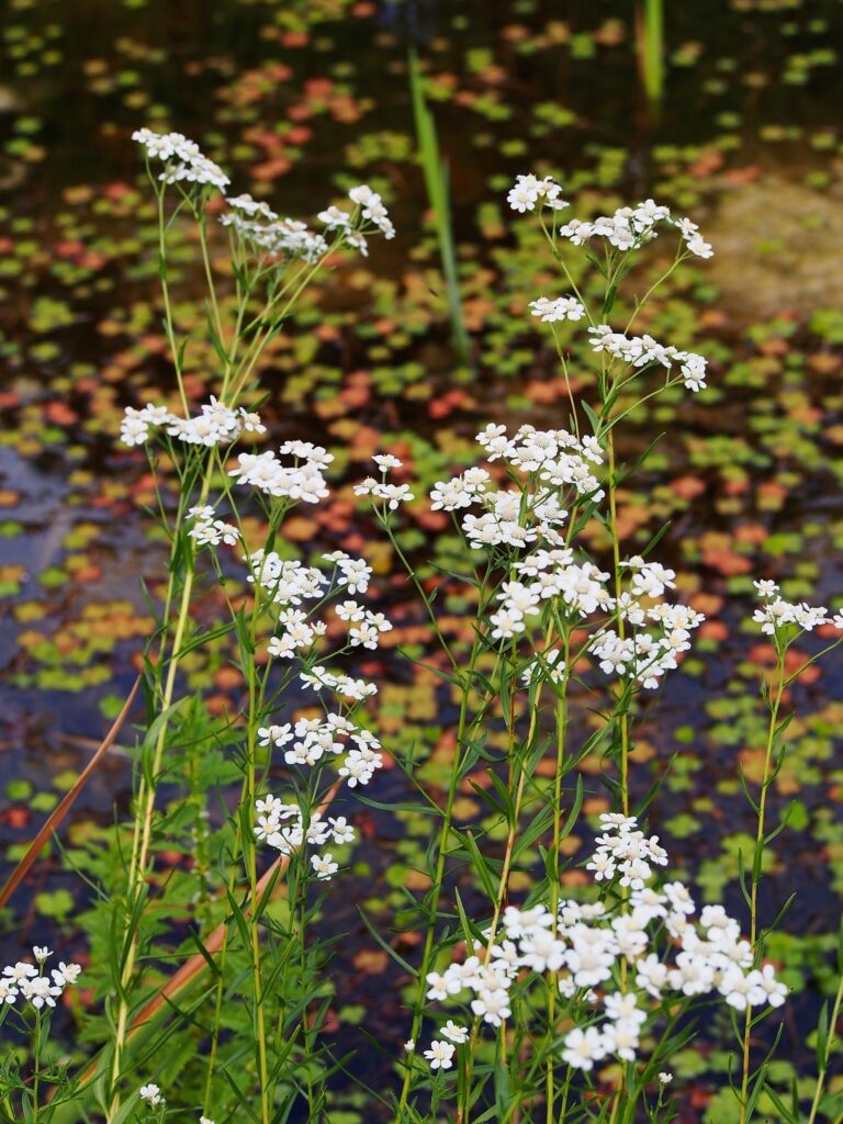 Тысячелистник птармика — цветки (Achillea ptarmica)