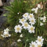 Тысячелистник птармика (Achillea ptarmica)