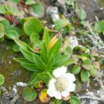 Тысячелистник птармика (Achillea ptarmica)