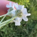 Тысячелистник птармика (Achillea ptarmica)