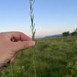 Тысячелистник птармика (Achillea ptarmica)