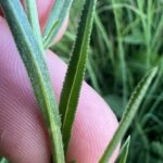 Тысячелистник птармика (Achillea ptarmica)