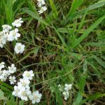 Тысячелистник птармика (Achillea ptarmica)