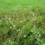 Тысячелистник птармика (Achillea ptarmica)