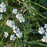 Тысячелистник птармика (Achillea ptarmica)