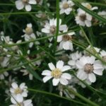 Тысячелистник птармика (Achillea ptarmica)
