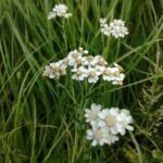 Тысячелистник птармика (Achillea ptarmica)
