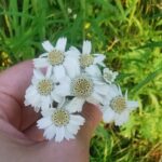 Тысячелистник птармика (Achillea ptarmica)