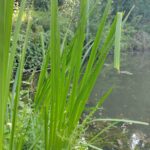 Аир болотный — общий вид (Acorus calamus)