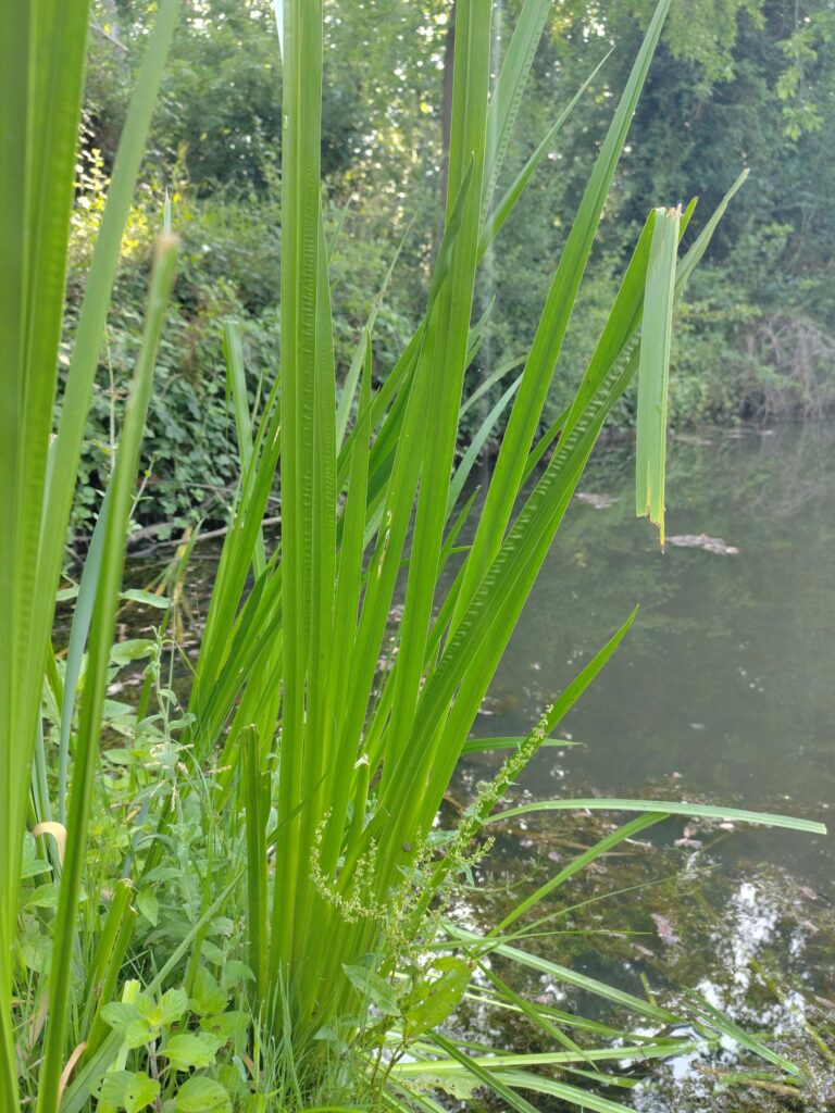 Аир болотный — общий вид (Acorus calamus)