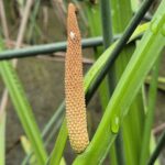 Аир болотный — цветки (Acorus calamus)