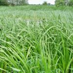 Аир болотный — плоды (Acorus calamus)