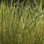 Аир болотный — общий вид (Acorus calamus)