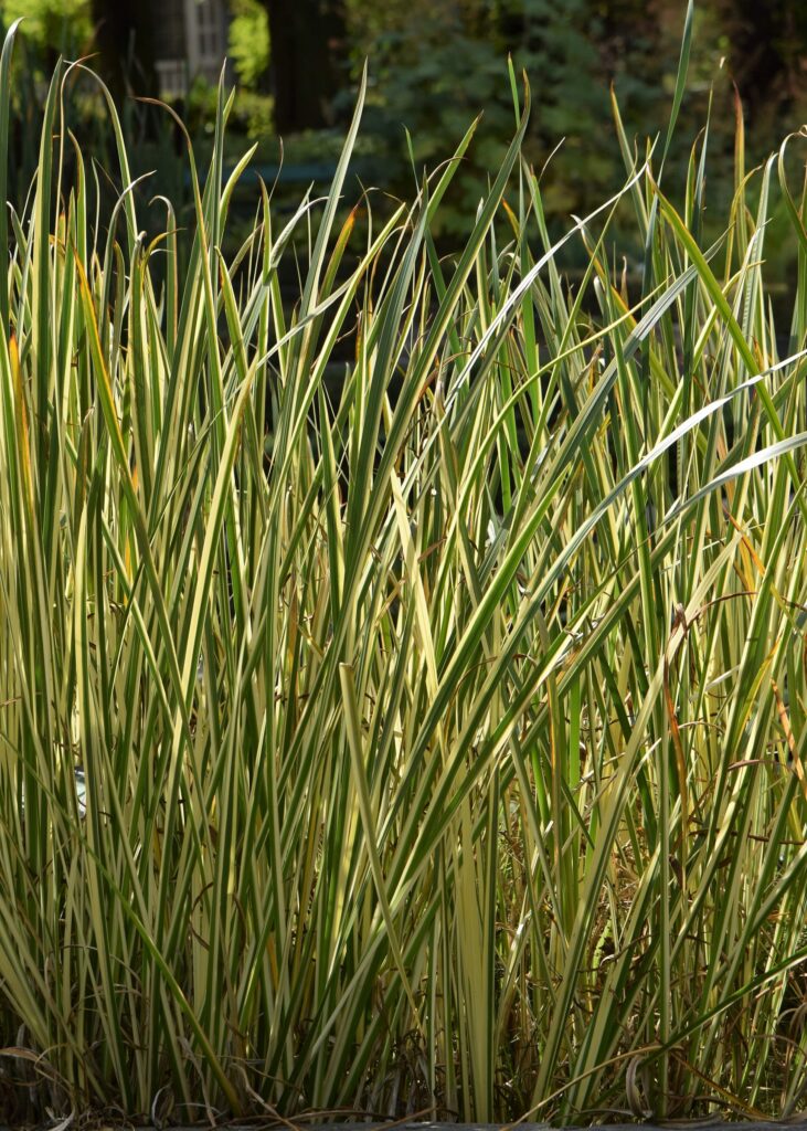 Аир болотный — общий вид (Acorus calamus)