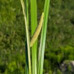 Аир болотный (Acorus calamus)