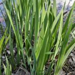 Аир болотный (Acorus calamus)