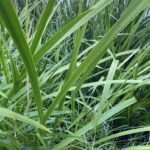 Аир болотный (Acorus calamus)