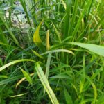 Аир болотный (Acorus calamus)