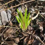 Аир болотный (Acorus calamus)