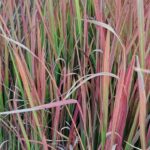 Аир болотный (Acorus calamus)