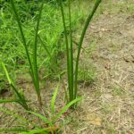 Аир болотный (Acorus calamus)