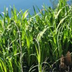 Аир болотный (Acorus calamus)