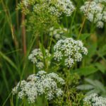 Сныть обыкновенная — общий вид (Aegopodium podagraria)