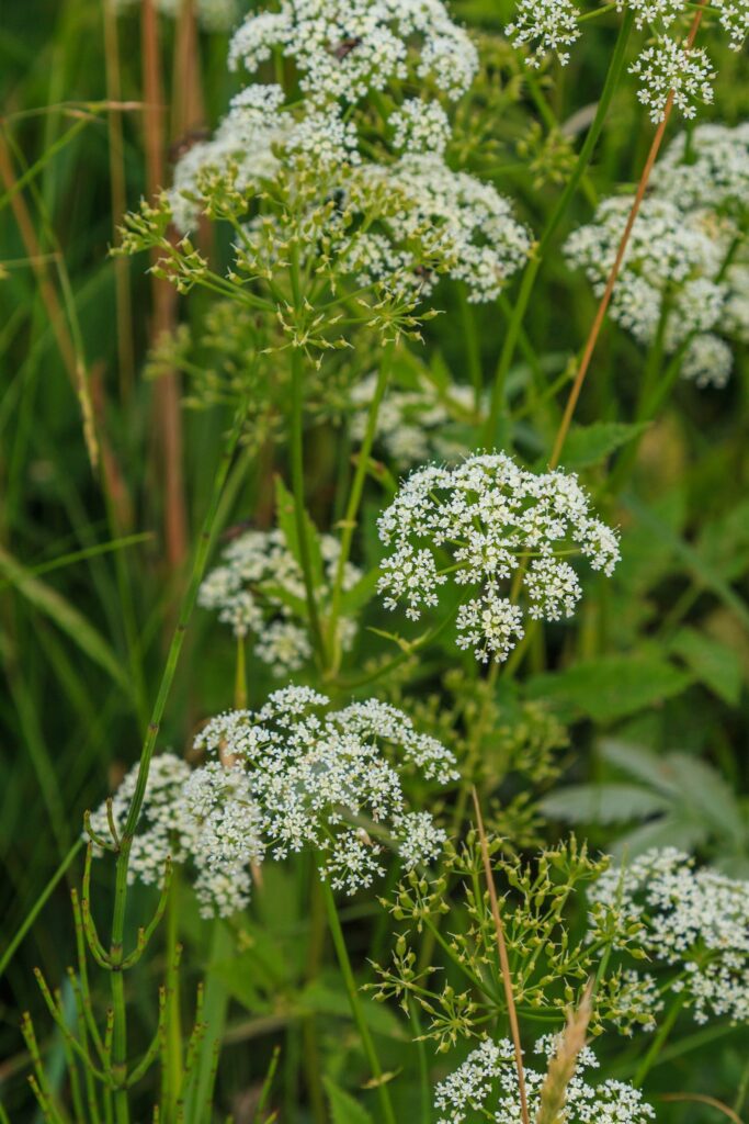 Сныть обыкновенная — общий вид (Aegopodium podagraria)