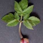 Сныть обыкновенная — лист (Aegopodium podagraria)