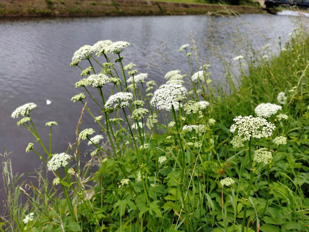 Сныть обыкновенная — плоды (Aegopodium podagraria)