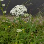 Сныть обыкновенная — плоды (Aegopodium podagraria)